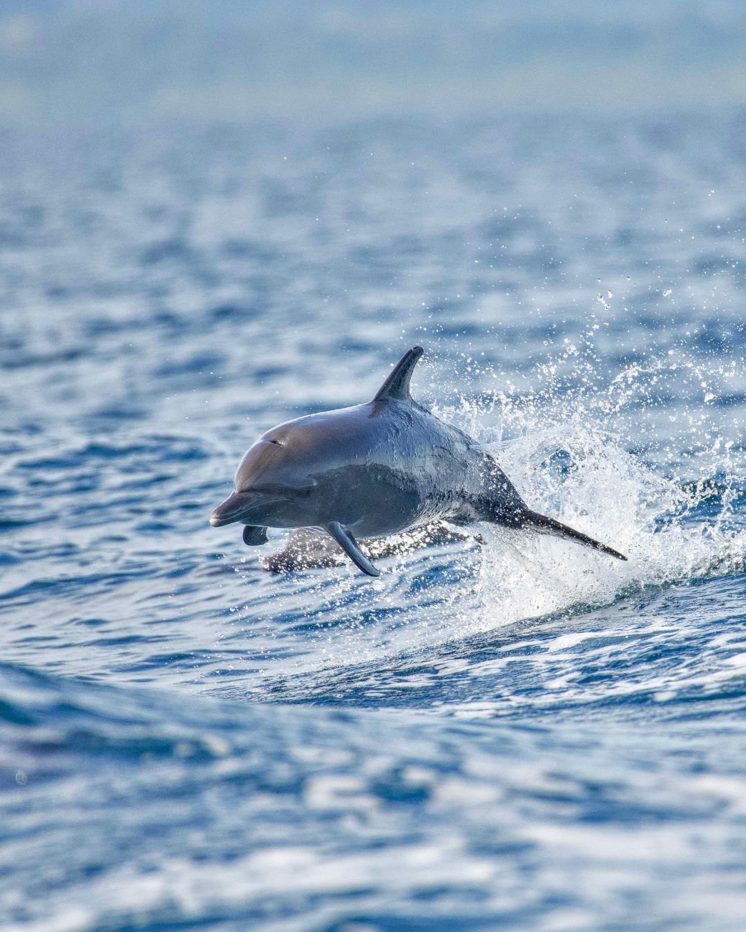 Un delfín salta sobre la superficie del mar en las costas de Golfo Dulce, Costa Rica.