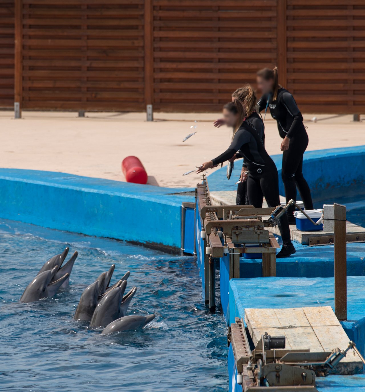 Delfines cautivos siendo alimentados en una instalación que explota animales en entretenimiento.