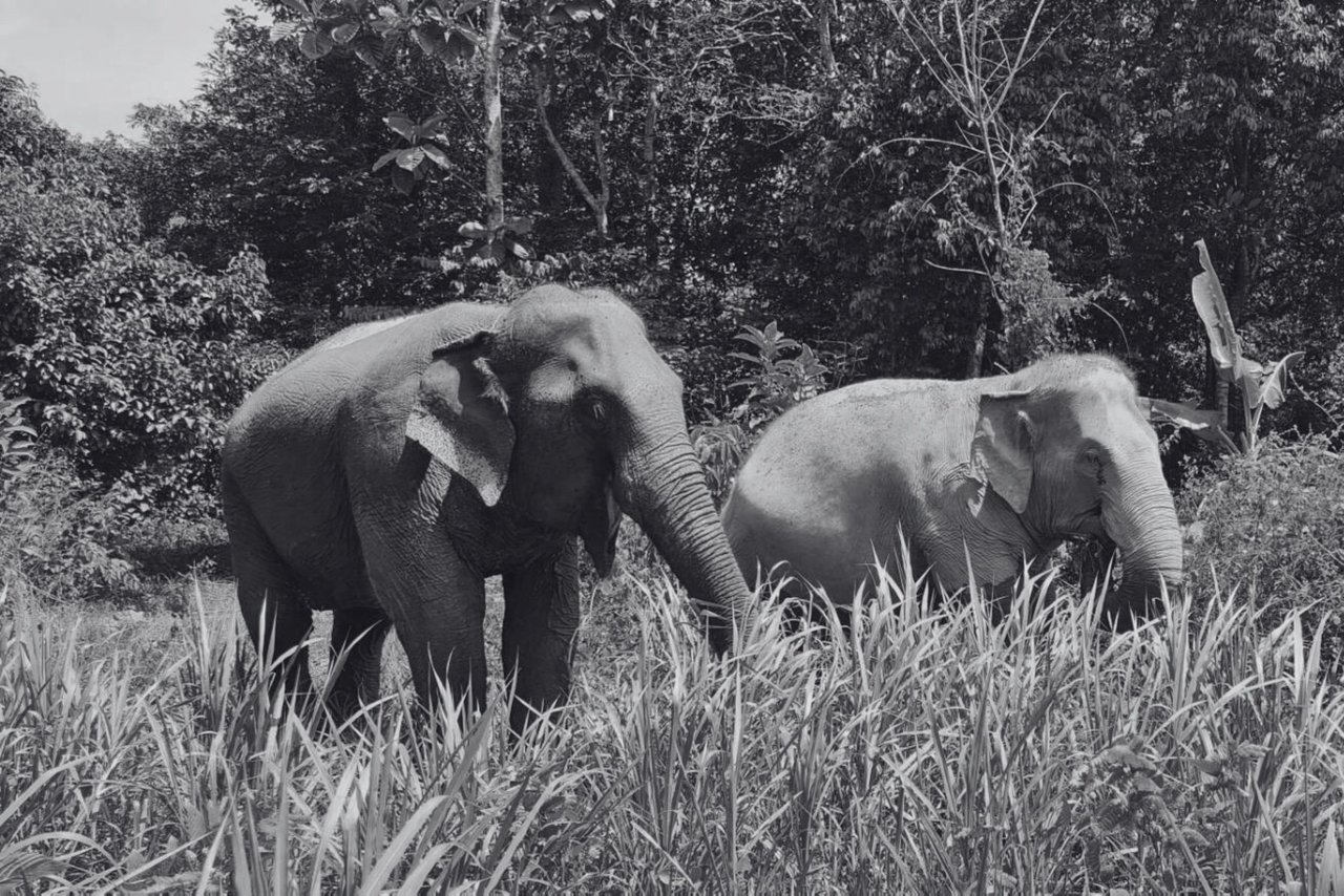 Día Mundial del Elefante - Dos elefantes rescatados pastando en el santuario Following Giants, en Tailandia.
