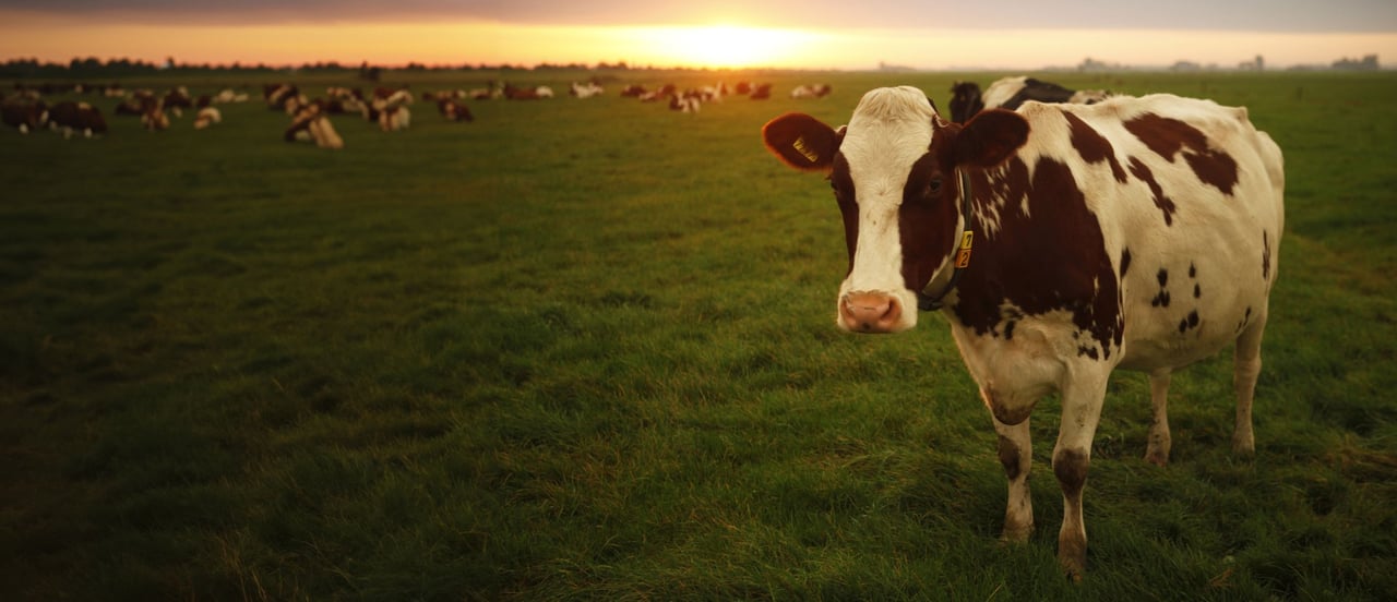 Una vaca mira a la cámara en una granja en la que está fuera de jaulas.