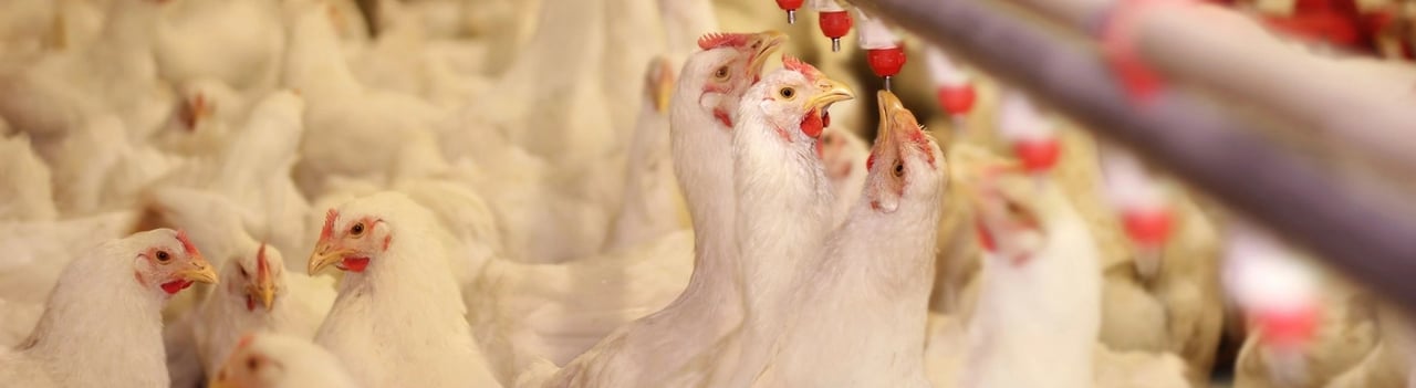 factory farmed chickens