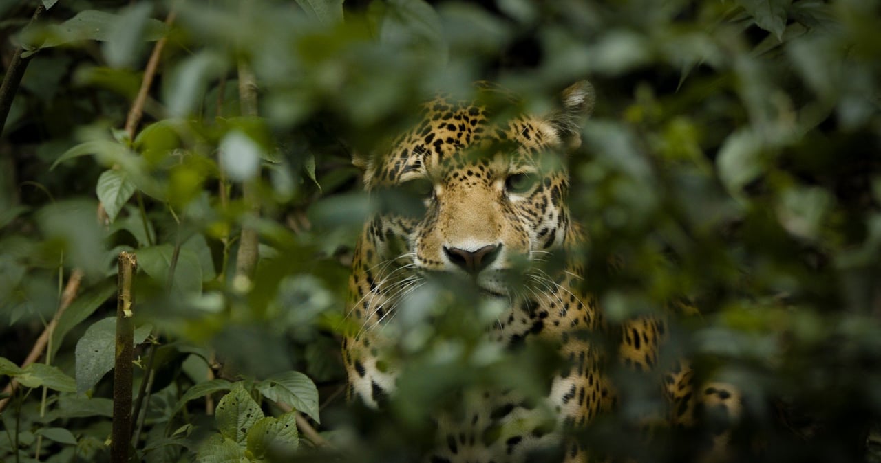 Jaguar Spirit es un documental financiado por World Animal Protection/National Geographic