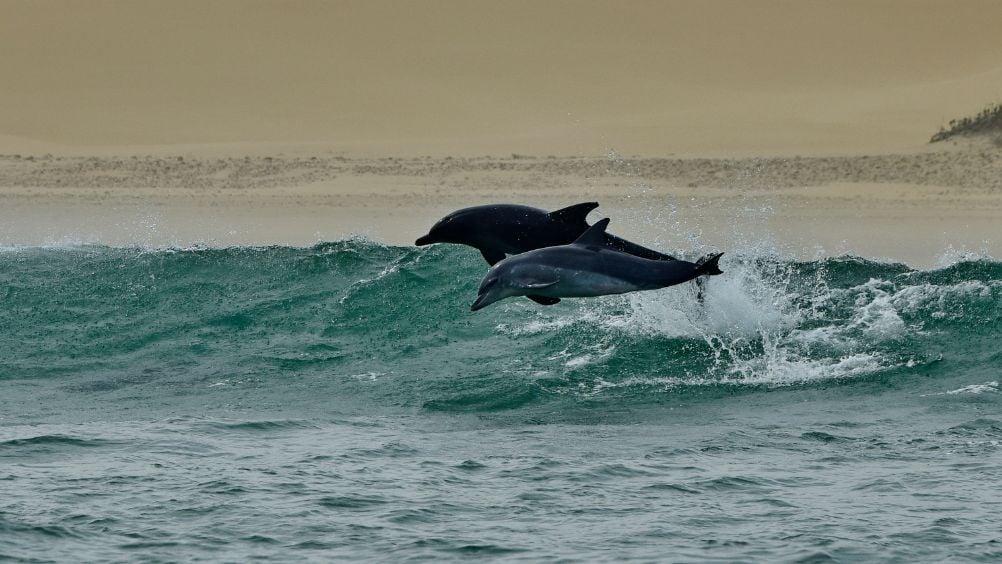 Dos delfines saltan sobre las olas en las costas de Algoa Bay, Sudáfrica
