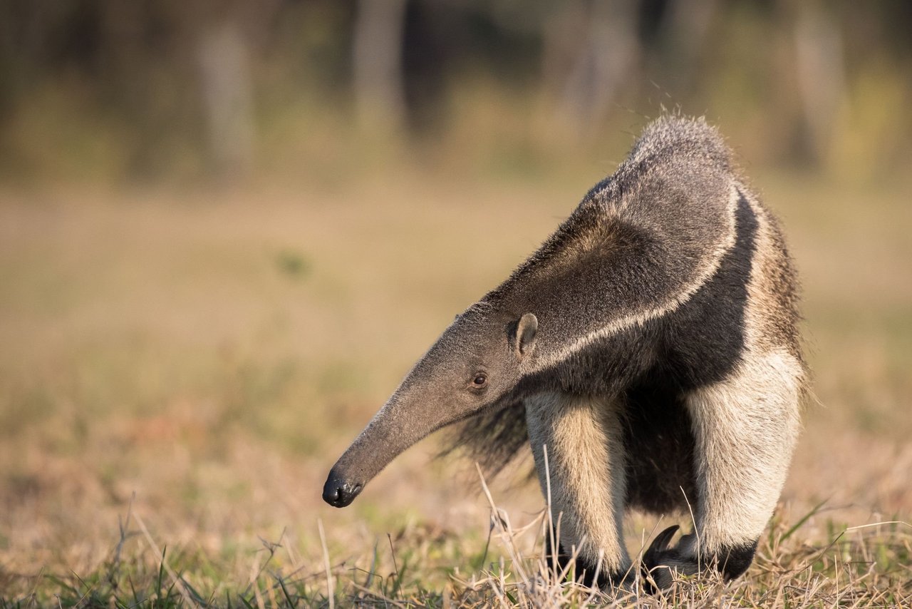 Un oso hormiguero camina en la sabana de Pantanal, Brasil. Imagen de Pedro Ferreira Do Amaral.