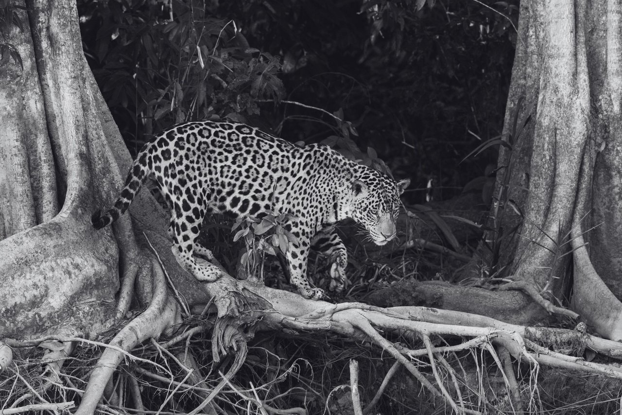 Un jaguar camina en Pantanal, el humedal más grande del mundo, ubicado en Brasil.