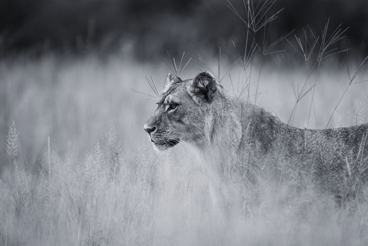 Una hembra de león mira a la distancia libre en la naturaleza.