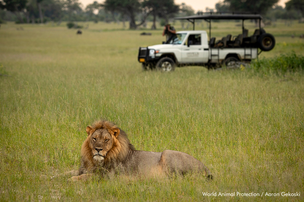 Un león silvestre es fotografiado desde la distancia en el Parque Nacional Hwange, Zimbabue.