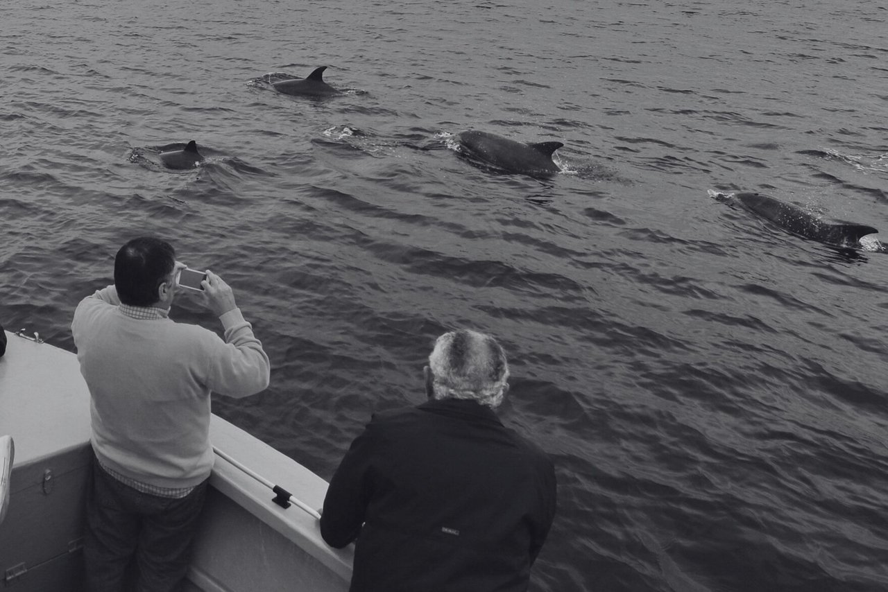 Turistas observan delfines en Algoa Bay, Sudáfrica. Imagen de Raggy Charters.
