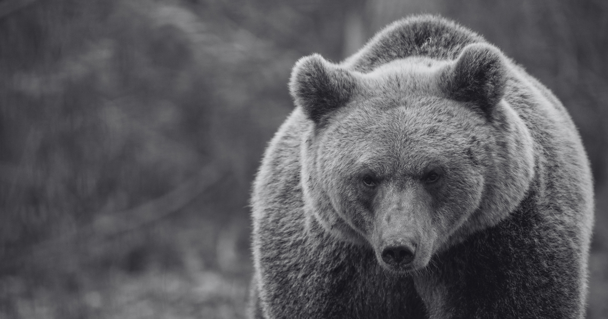 Un oso rescatado en el Santuario Libearty en Rumania - World Animal Protection