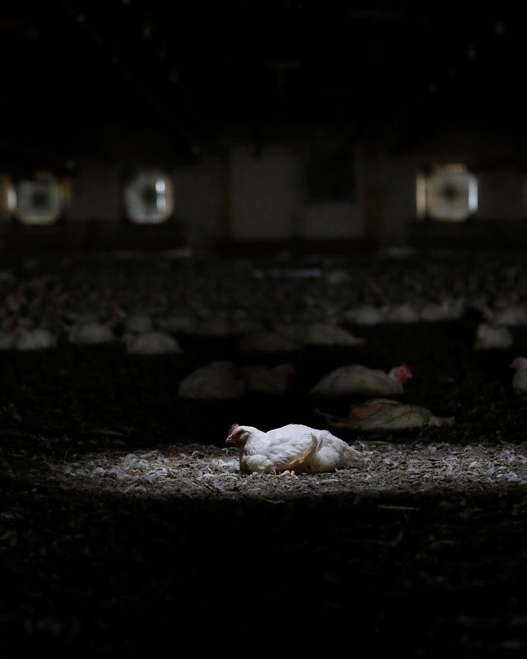 Un pollo de engorde de tan sólo 6 semanas de edad en una granja industrial.