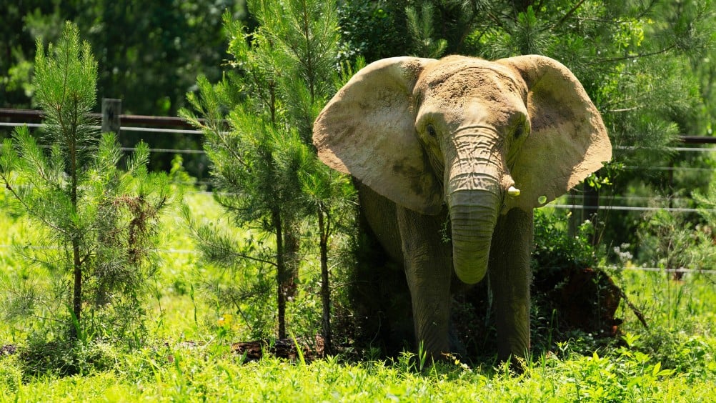 Mundia, la elefanta rescatada en su hogar el Santuario Elephant Refuge North America.