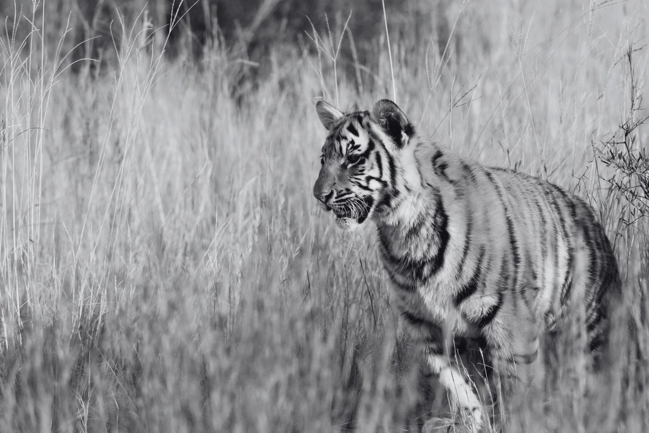 Un tigre se camufla en la hierba. World Animal Protection cree que los tigres merecen una vida en la naturaleza.
