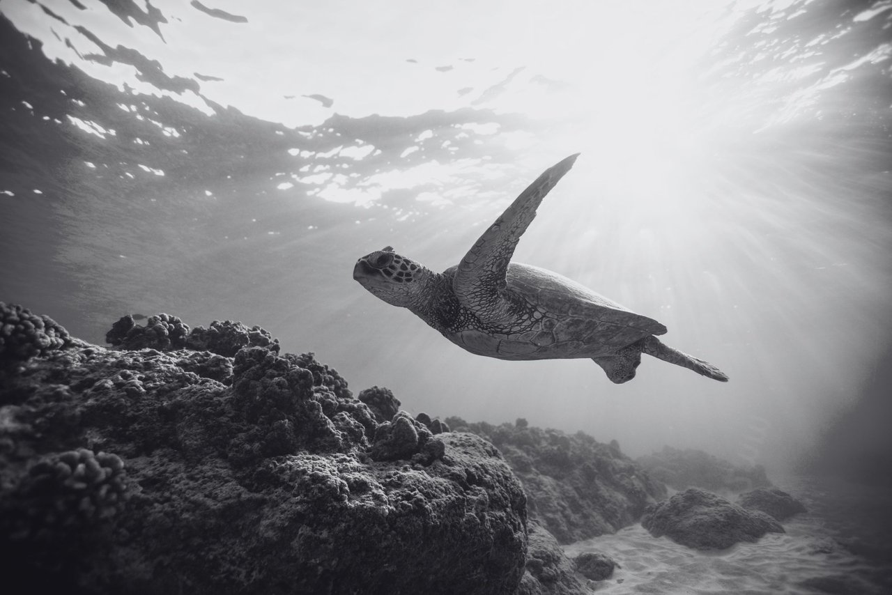 Una tortuga nada libre en el océano. Imagen de Jeremy Bishop a través de Pexels.