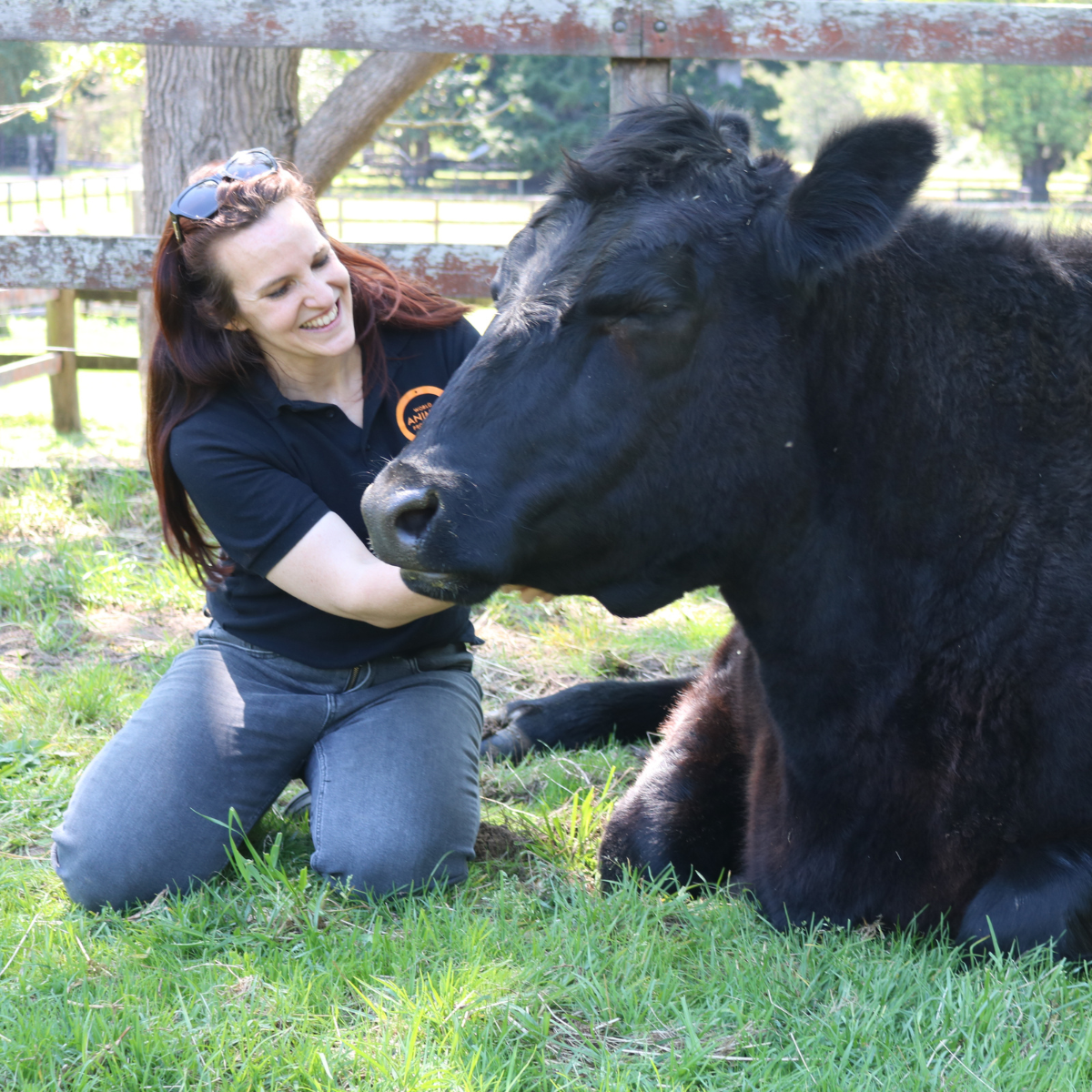 Una vaca disfruta siendo acariciada por una mujer en un santuario.
