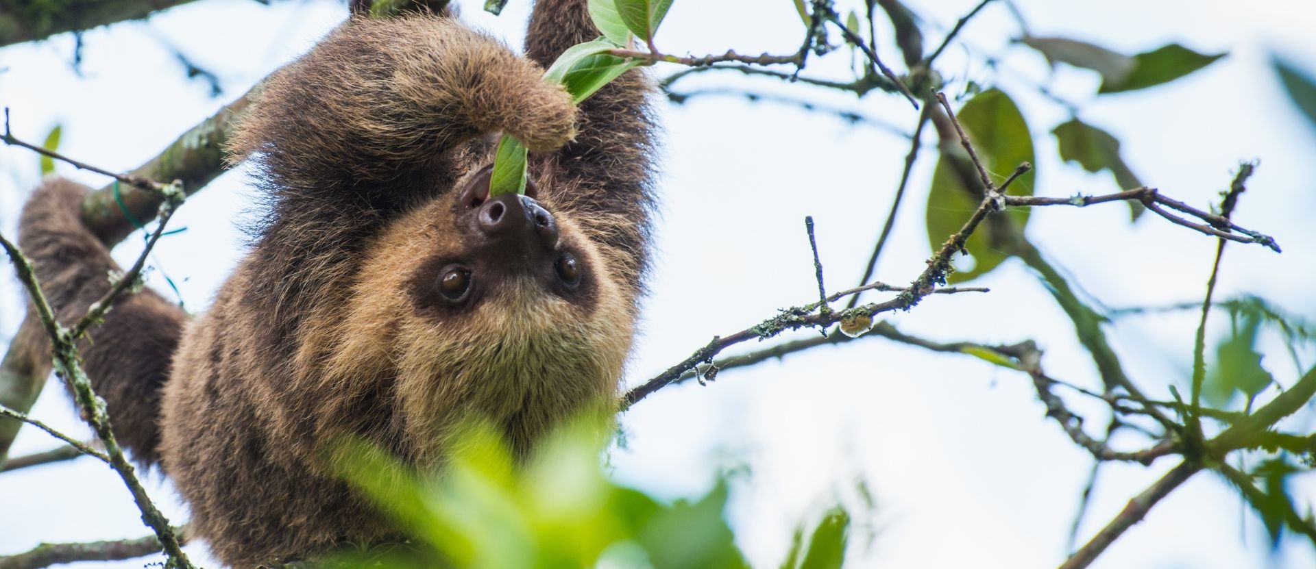 Un perezoso come hojas de un árbol en Fundación Aiunau, Colombia.