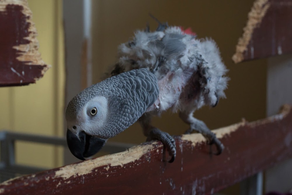 african_grey_parrot_in_captivity