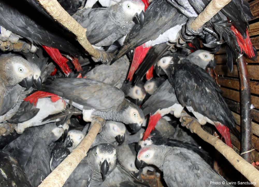 african_grey_parrots_crammed_into_a_crate_in_the_democratic_republic_of_congo