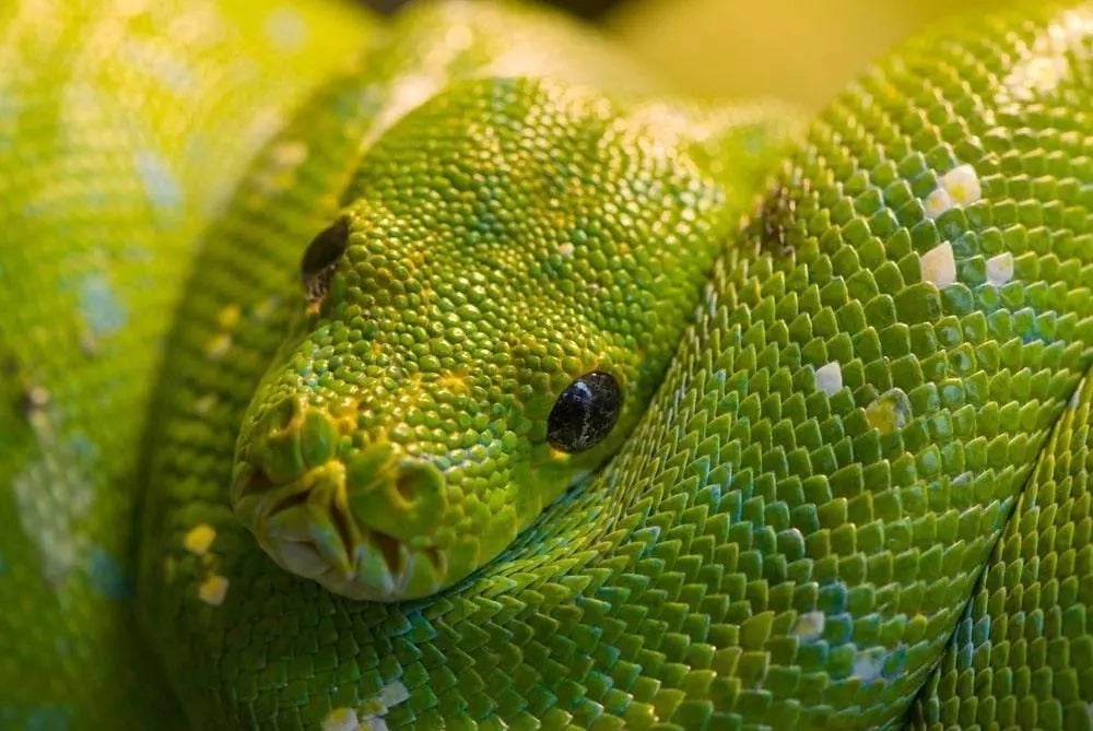 Snake Close Up