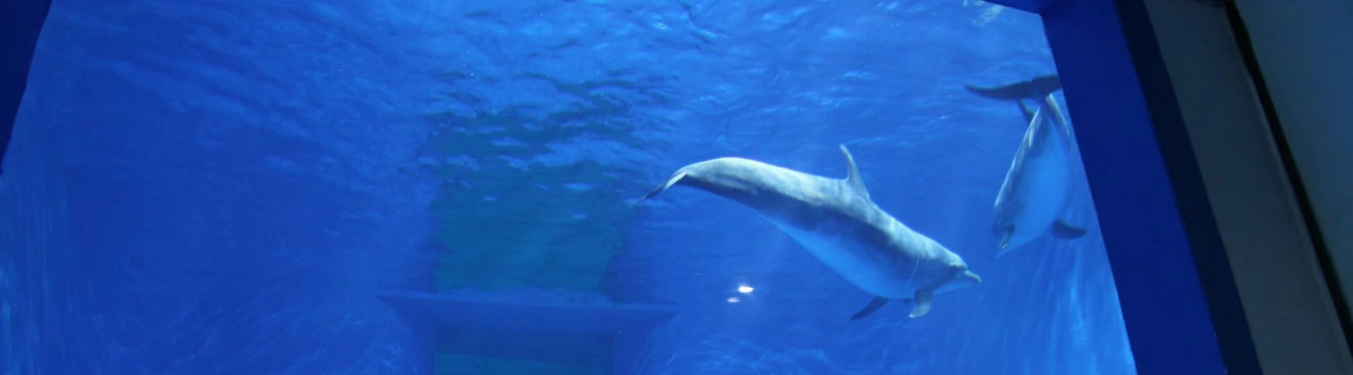 Dolphin in a tank at an entertainment park