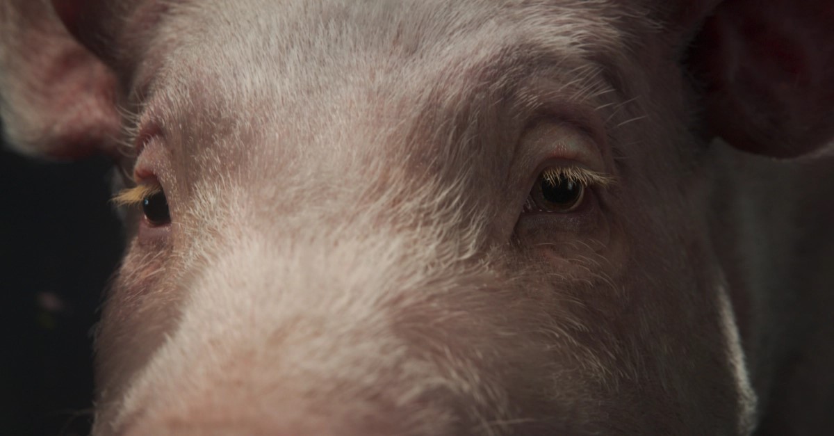 Thoughtful Pig