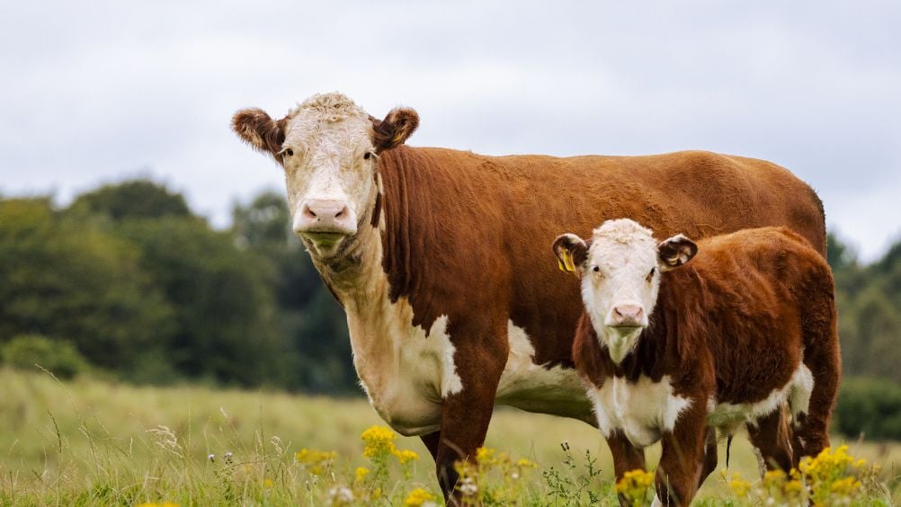 Una vaca y su ternero miran hacia la cámara.