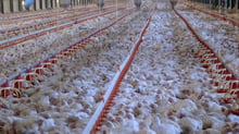 32 day old broiler chickens in a commercial indoor system