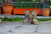 En la imagen un cachorro de tigre separado de su madre para ser usado en fotos turísticas