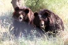 Nueva ley en Pakistán protege a los osos de ser usados como entretenimiento