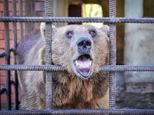 Urgente: Firma la petición para salvar a dos osos en Sochi