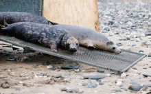 Focas rescatadas de redes fantasmas vuelven a su hábitat natural