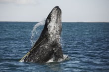 A juvenile Gray whale ist entangled in a lobster trap line off the coast of Mexico