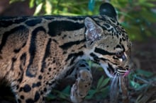 Una pantera nebulosa en su hábitat natural. Crédito: iStock by Getty Images