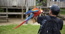 A bird being held by a tourist for a photo opportunity.