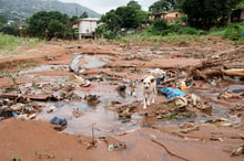 Sierra Leone dog at scene of mudslides