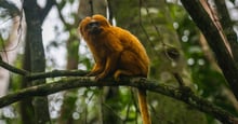 Mico-leão-dourado em um galho de árvore, em meio à mata