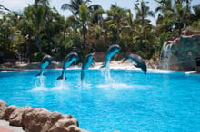 Dolphins in captivity