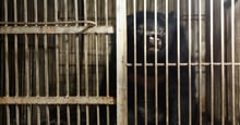 A bear in Vietnam behind cage bars. This bear was rescued by World Animal Protection and Animals Asia.