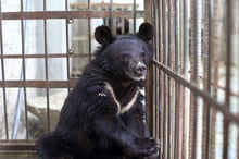 bear, Pakistan