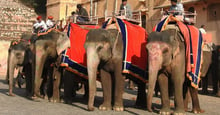 Elefantes cautivos en Fuerte Amber, India