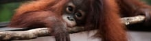 Orangután bebé