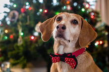 Protege a tu mascota de los accidentes con adornos navideños