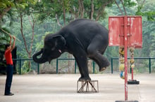 An African elephant calf in a national park