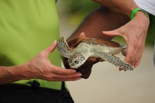 Tourist holding small turtle at Cayman Turtle Centre - Wildlife. Not entertainers - World Animal Protection