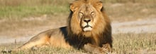 Xanda, filho do leão Cecil, descansa no Parque Nacional de Hwange, no Zimbábue