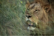 Un león salvaje en el Parque Nacional Hwange, Zimbabwe. Imagen de World Animal Protection / Aaron Gekoski
