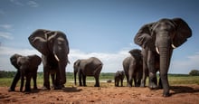 Elefantes libres en el Parque National Hwange, Zimbabue. Imagen de Aaron Gekoski.