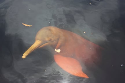 30 días para que aumente matanza de delfines rosados en el Amazonas