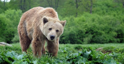 Un cambio de vida para muchos osos