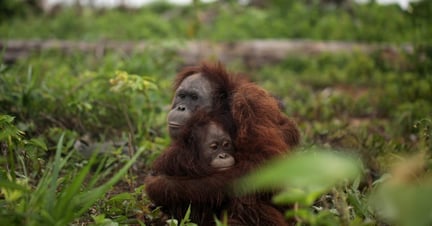 ¡Estas cinco madres del reino animal son más que extraordinarias!