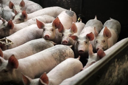 Pigs in a group pen